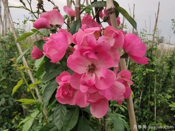北方常見(jiàn)的4個(gè)耐寒花卉是什么？月季牡丹芍藥鐵線(xiàn)蓮