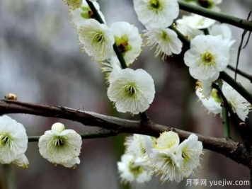 綠萼華--梅花珍品，詩(shī)歌贊分享