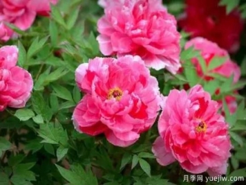 陽(yáng)臺難養花卉之牡丹栽培經(jīng)驗