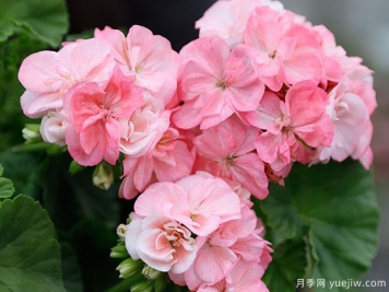 推薦給新人三種花卉，好養好看