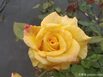 黃玫瑰代表什么意思？黃玫瑰寓意？黃玫瑰的花語(yǔ)是什么？