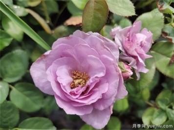 藍玫瑰花語(yǔ)是什么？藍玫瑰代表什么意思？