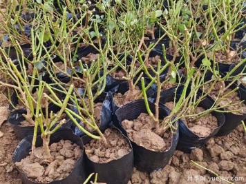 裸根月季與盆栽月季的區別？裸根月季苗的種植方法