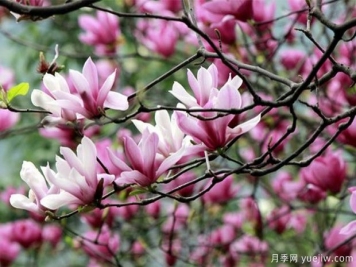玉蘭花的花語(yǔ)是什么？報恩，純真自然的愛(ài)