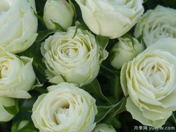 愛(ài)斯基摩花環(huán)月季
