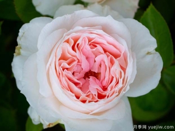 腮紅門(mén)廊月季/腮紅花環(huán)月季