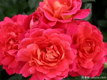 日落花環(huán)月季