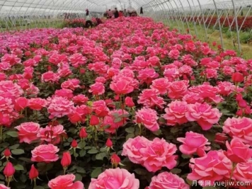 月季早春如何抹芽？哪些芽需要抹去？