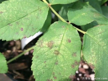 月季缺水形成的黃葉黑斑和黑斑病害，如何進(jìn)行區別？