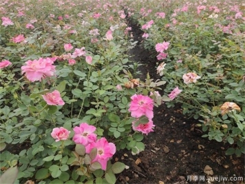 立春過(guò)后種植月季需要使用什么樣的土壤？