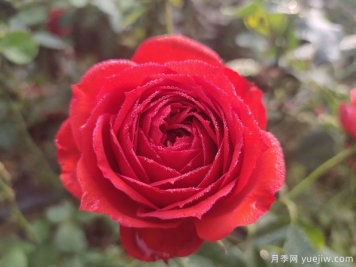 玫瑰？月季？薔薇？如何分清楚？情人節送的是什么？