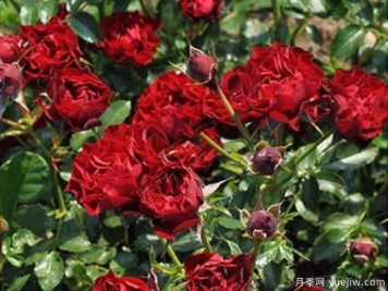珊瑚小精靈月季
