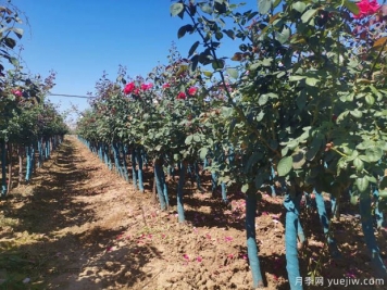 春季花卉苗木應該如何修剪？不同類(lèi)別要不同對待