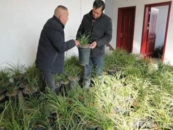 南陽(yáng)西峽蘭花香飄正好，蘭花培育致富