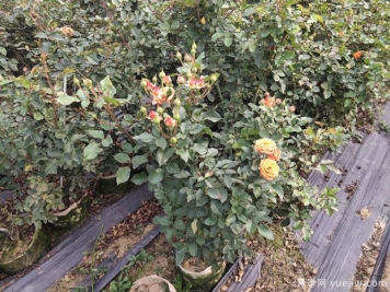 月季施肥過(guò)多燒根怎么辦？3個(gè)辦法妙手茁壯