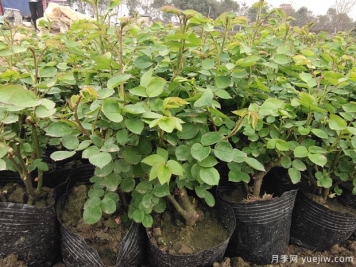 2月3月的月季花苗，換土施肥曬太陽(yáng)，不愁開(kāi)花少