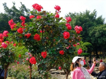 南寧南湖公園月季園2萬(wàn)株月季競相綻放，美極了！