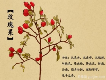 什么是玫瑰果？玫瑰果9大功效作用
