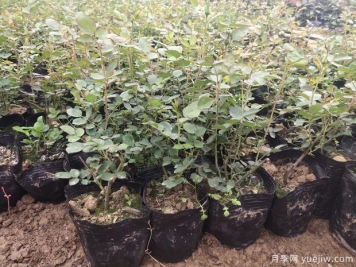 月季容器苗應該如何施肥？方式做好效率高