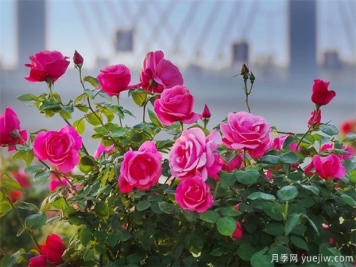 月季盛會(huì )，南陽(yáng)將舉辦2023中國·南陽(yáng)首屆世界月季博覽會(huì )