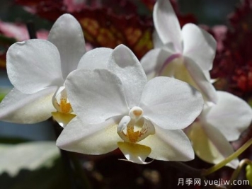 如何給蘭花翻盆？15道工序大功告成