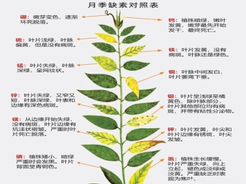 月季應該用什么樣的肥料？月季全年用肥技巧精簡(jiǎn)版