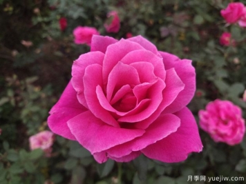 耐寒且一年四季開(kāi)花的花卉