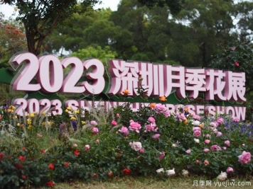 2023年深圳月季花展開(kāi)幕，數萬(wàn)株月季驚艷盛放