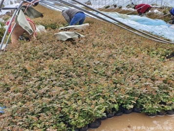 三月大暴雪，南陽(yáng)月季大棚遭受重大損失