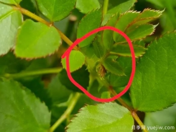 月季盲芽的識別與原因，要不要抹芽？