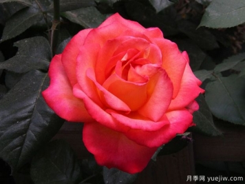 林草工作者必知的名詞術(shù)語(yǔ)，包含林業(yè)草原園林