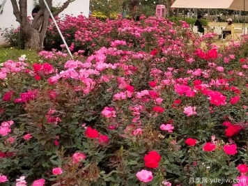 享受美麗，深圳松崗五指耙月季苑花展