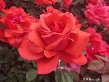 大花月季盆栽二年苗 大營(yíng)養杯苗產(chǎn)地價(jià)格