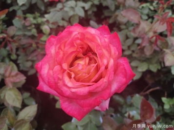十多個(gè)常見(jiàn)花卉養護要點(diǎn)大科普