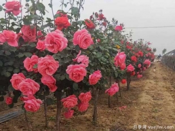 重慶樹(shù)狀月季美麗盛開(kāi)，進(jìn)入花期