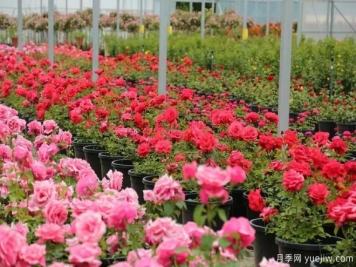 國家月季種苗高效生產(chǎn)標準化示范區項目正式啟動(dòng)