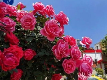曲靖麒麟區樹(shù)狀月季花開(kāi)成錦，芬芳四溢