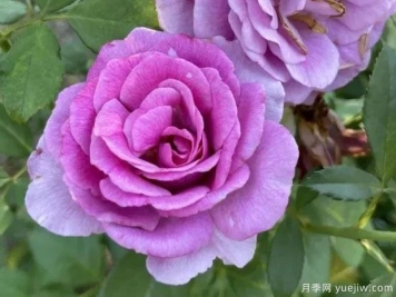 甜蜜藍夫人月季