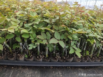 專(zhuān)家泄露的月季花嫁接法秘密