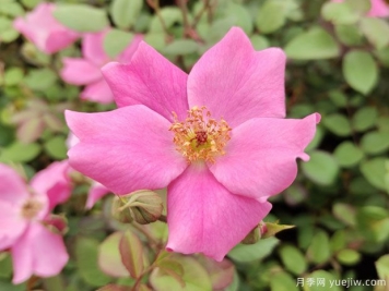 小桃紅杏花村盆栽月季用于浙江亞運會(huì )綠化