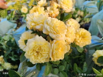 爆花黃色豐花月季綠化濕地景觀(guān)