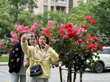 南昌西站大街樹(shù)狀月季盛開(kāi) 構成城市花廊景觀(guān)