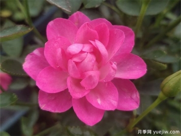 開(kāi)花機器看微月，推薦12種微型月季品種