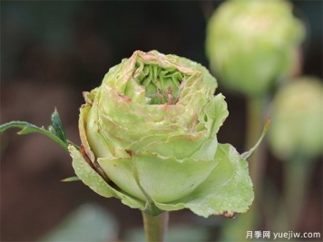 神秘清新脫俗超仙，推薦6種綠色月季品種