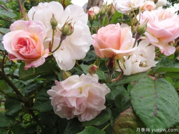 佩內洛普月季