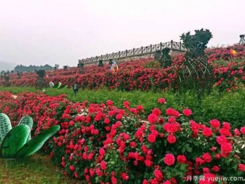 駐馬店市花文化和月季景觀(guān)