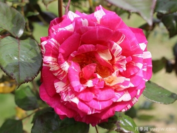 月季花一年需要修剪幾次？四次的修剪方法