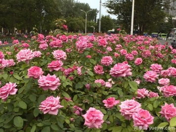 淮安月季市花文化和景觀(guān)圖集