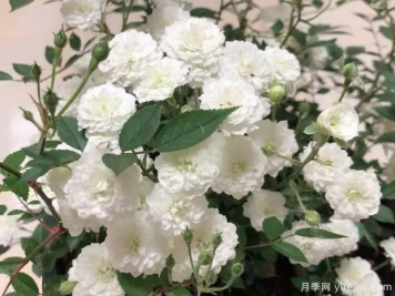 超微月季推薦，雪月月季