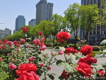 西安月季花開(kāi)滿(mǎn)城艷，精細管養打造城市景觀(guān)